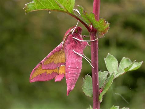 Elephant Hawk Moth l Startling Vision - Our Breathing Planet