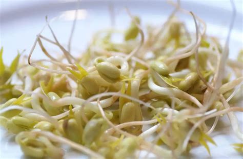 6 Health Benefits Of Mung Bean Sprouts