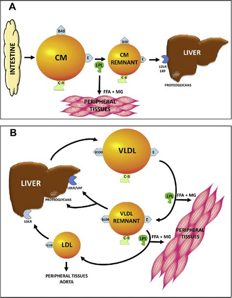 Lipid Metabolism Flowchart