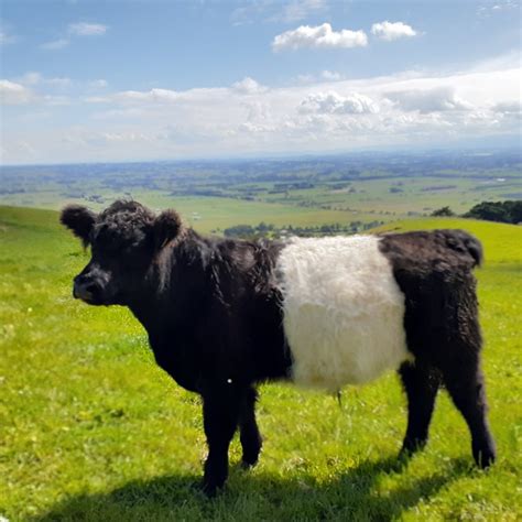 Clifden Belted Galloways — Clifden Farm