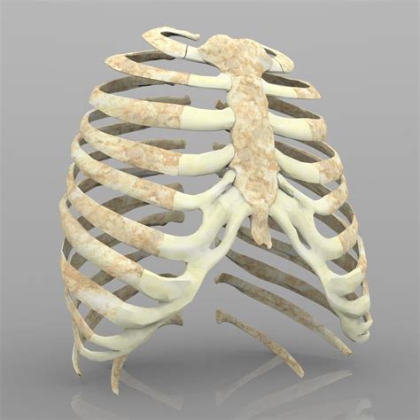 Rib Cage - Rib Cage Bones Only Science Secondary Illustration Twinkl ...