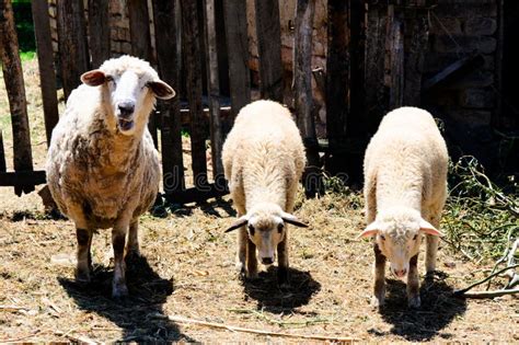 Eating Sheep in the Field with Flowers. Stock Photo - Image of flowers, mammal: 26268316