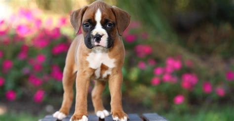 Boxer Dog - A-Z Animals