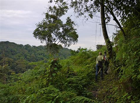 Hiking Tours, Nyungwe Forest National Park Rwanda Trails