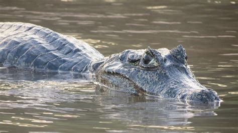 Alligator Swamp River - Free photo on Pixabay - Pixabay