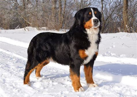 Bernese Mountain Dog - Pets