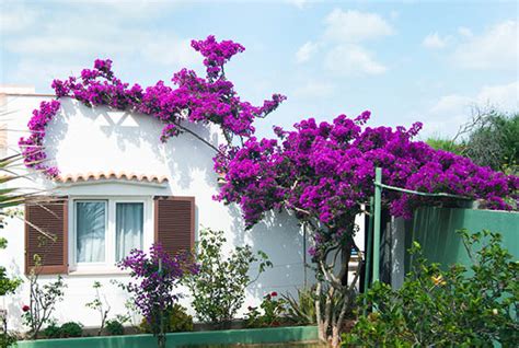 Bougainvillea flowering plant - Guzman's Garden Centers