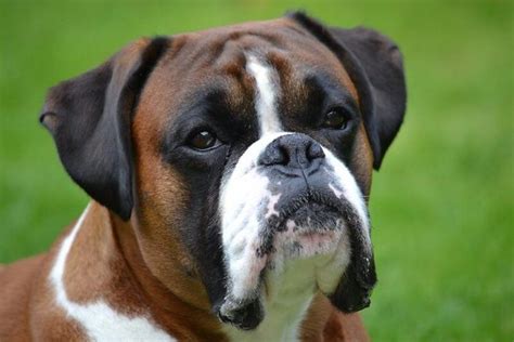 350 Boxer Dog Names - Popular Male and Female Names | PetPress | Boxer dog names, Boxer dogs ...