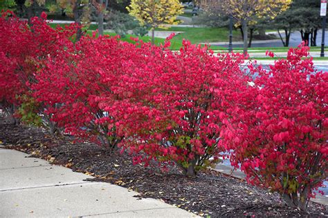 Fire Ball® Burning Bush (Euonymus alatus 'Select') in Columbus Dublin ...