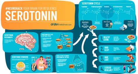 Serotonin and Its Unusual Role In The Brain - Driven App