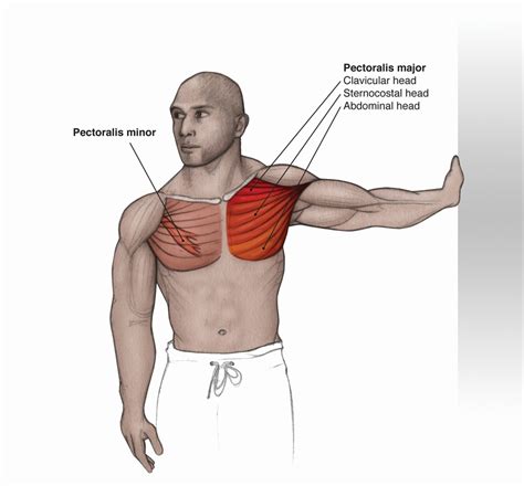 Sports Injury Bulletin - Diagnose & Treat - Pectoralis Minor