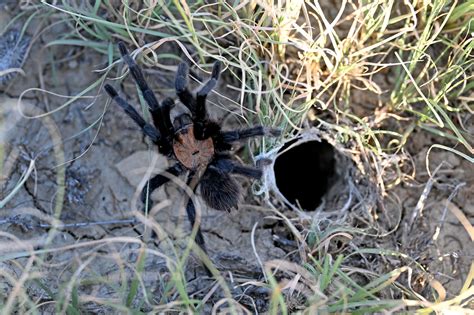 Photos: 2022 tarantula mating "migration" in Southern Colorado