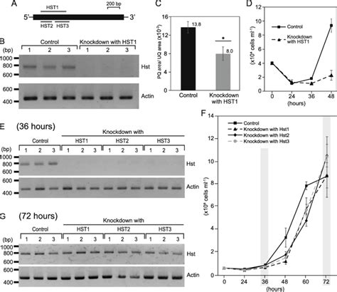 Suppression of plastoquinol synthesis. a Target regions of the RNAi ...