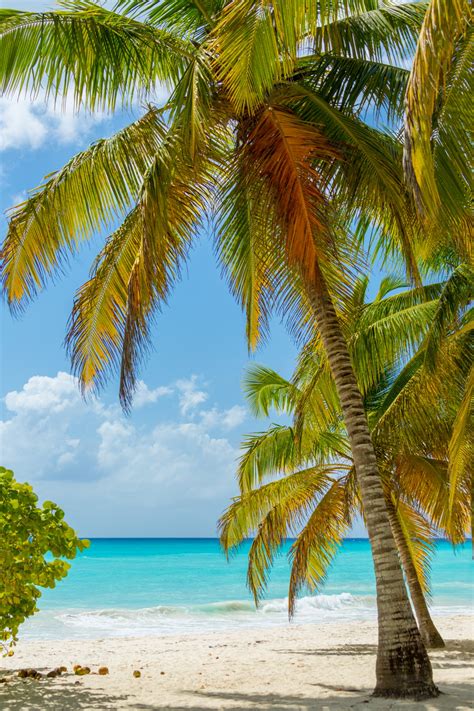 Tropical Palm Trees Free Stock Photo - Public Domain Pictures