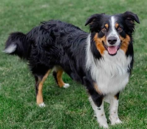 English Shepherd vs Border Collie - Breed Comparison