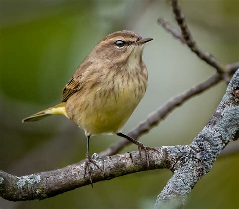 Western Palm Warbler - Owen Deutsch Photography