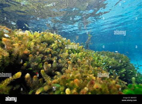 Underwater vegetation predominantly stonewort algae Chara rusbyana at Sucuri River Bonito Mato ...