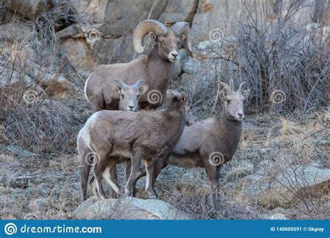 Wild Colorado Rocky Mountain Bighorn Sheep Stock Image - Image of proud, male: 140605591