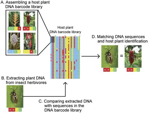 DNA Barcoding: Plant-herbivore networks