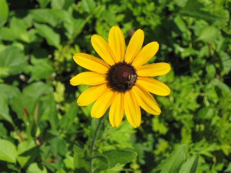 Black-eyed Susans: How to Plant, Grow, and Care for Black-eyed Susans ...