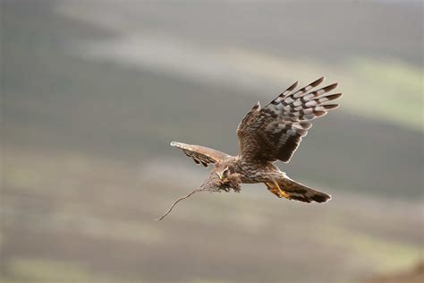 Peak District National Park bird of prey project wins National Lottery support - Sheffield ...