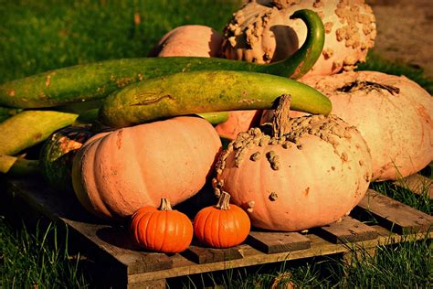 Pumpkin Cucuzza Squash Vegetable - Free photo on Pixabay