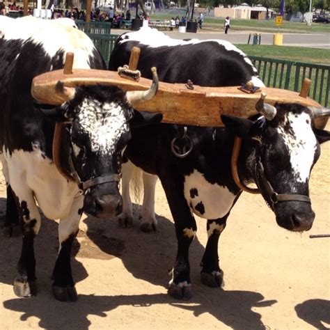 18 best images about Oxen on Pinterest