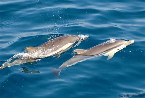 Dauphin bleu et blanc // Striped dolphin - Le GREC