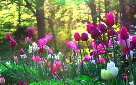Tulip Garden | Tulips garden, Garden vines, Flower garden
