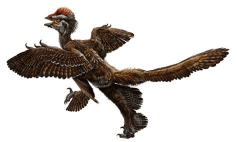 Anchiornis - Alchetron, The Free Social Encyclopedia