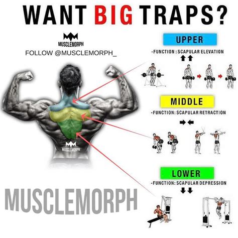 Want BIG Traps?! Try these out and focus on the contractions LIKE/SAVE & FOLLOW @musclemorph ...