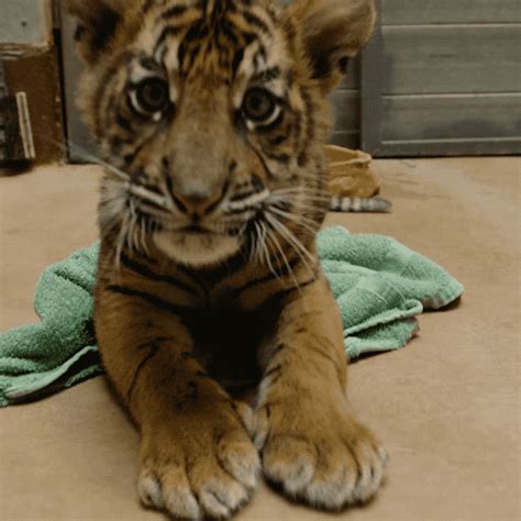 Tiger-eating GIFs - Get the best GIF on GIPHY