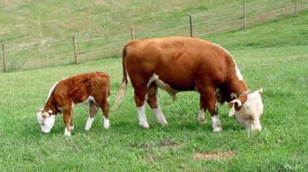 About Miniature Hereford Cattle : Bryan Hill Farm