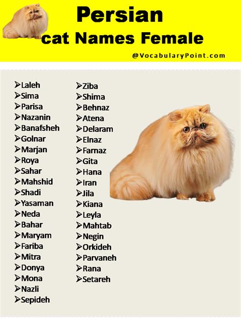 200+ Best Persian Cat Names (Unique, Male & Female) - Vocabulary Point