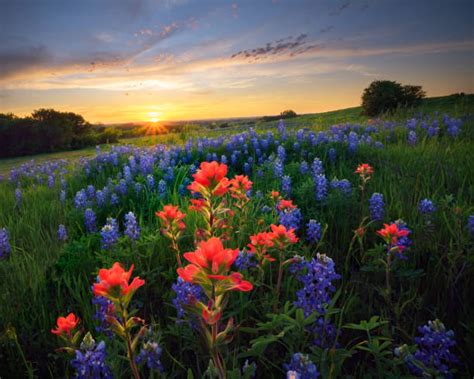 Indian Paintbrush Texas Stock Photos, Pictures & Royalty-Free Images - iStock