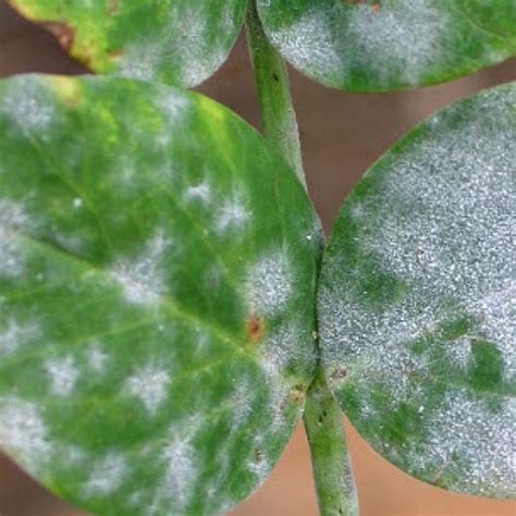 Powdery Mildew on Vegetables | USU