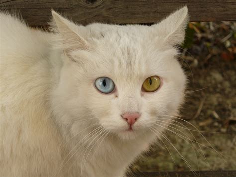 File:Cat Briciola with pretty and different colour of eyes.jpg - Wikimedia Commons
