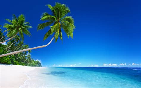 Download Horizon Ocean Tropical Beach Nature Palm Tree 4k Ultra HD Wallpaper