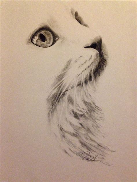 Immagini di gatti per disegnare e copiare. Più di 100 fotografie! | Cat art, Animal drawings ...