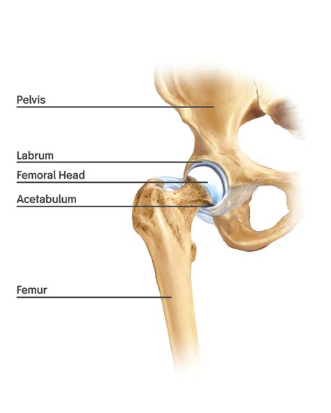 File:Figure 1. Basic anatomy of the hip joint.png - Wikimedia Commons