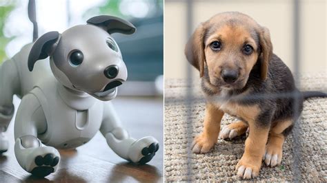 Who's the best boy? Robot pupper v real doggo