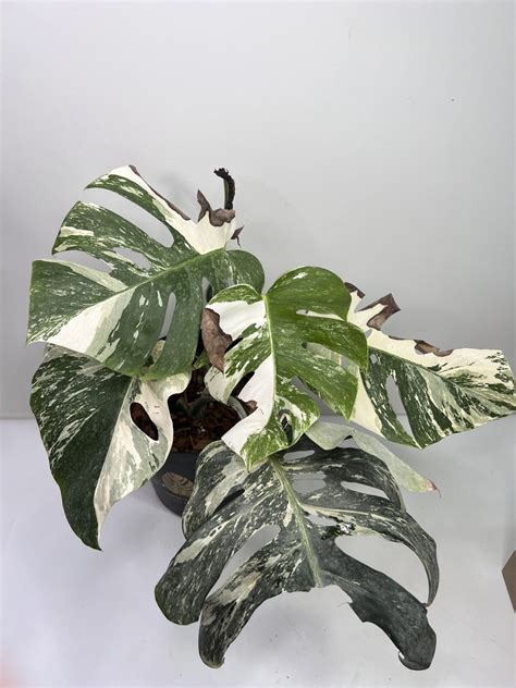 Monstera borsigiana albo variegata - GrogensGarden