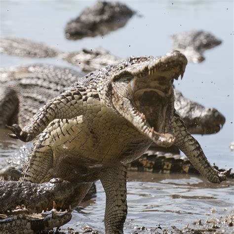 cuban crocodile | Crocodiles, Nature animals, Animals wild