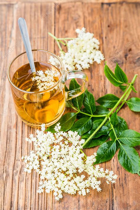 Elderflower tea - Stock Image - C035/1043 - Science Photo Library