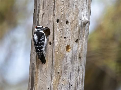 Downy Woodpecker Nesting (Behavior, Eggs, Location + FAQs) | Birdfact