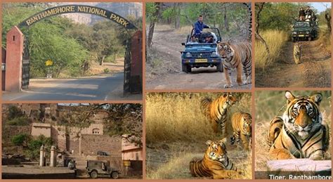 Ranthambore Tiger Safari: One of The Best Places For Safari In India