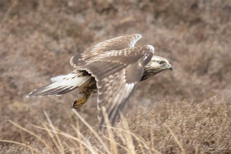 Rough-legged Buzzard in Flight | David Gifford Photography