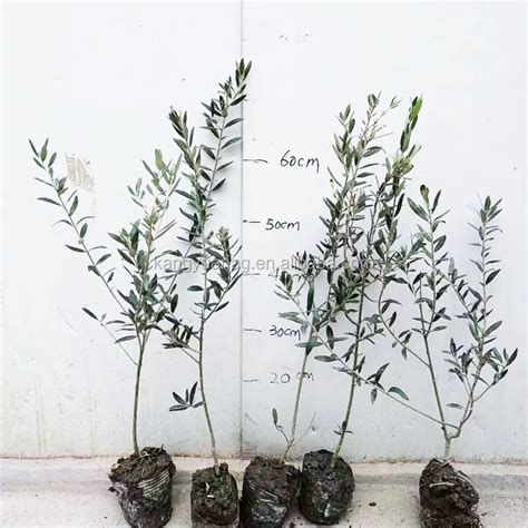 European Olive Seedling Fruit Trees Plants - Buy Olive Trees Plants ...