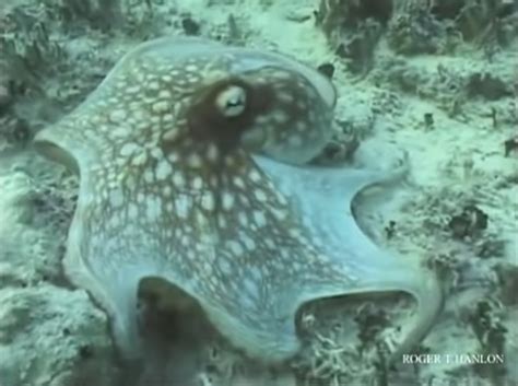 Octopus Camouflage with Science Friday – The Kid Should See This