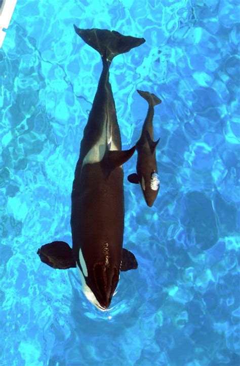 Baby orca! | Whale, Orca whales, Killer whales